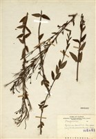 藏品(短葉柳葉菜)的圖片